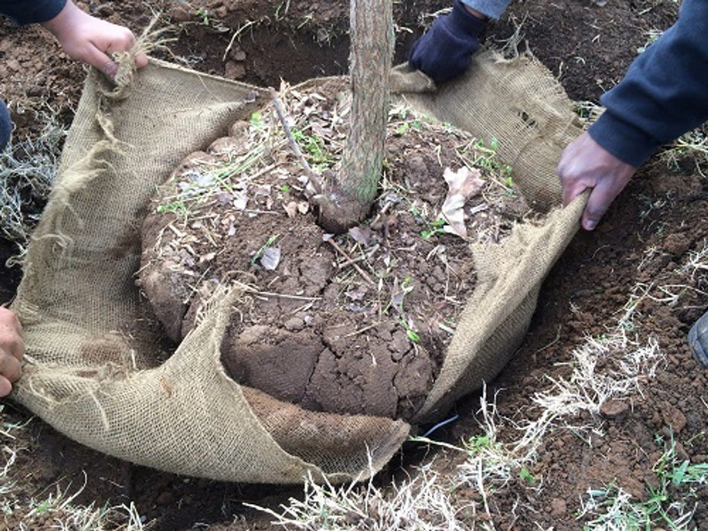 Natural Hessian Roll – 100% Jute Fabric for Garden & Construction