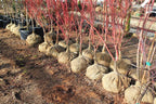 Natural Hessian Roll – 100% Jute Fabric for Garden & Construction